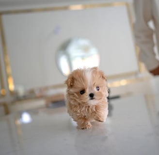 Teacup Maltipoo Puppies for Sale