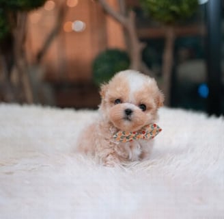 Teacup Maltipoo Puppies for Sale