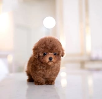 Teacup Maltipoo Puppies for Sale