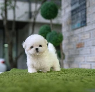 Teacup Maltipoo Puppies for Sale