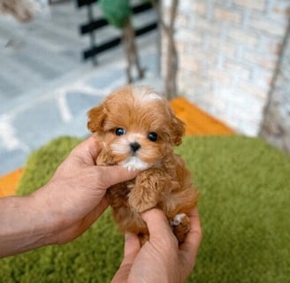Teacup Maltipoo Puppies for Sale