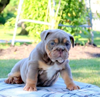 English Bulldog puppies for sale