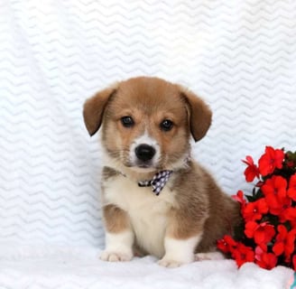 Pembroke Welsh Corgi Puppies for Sale