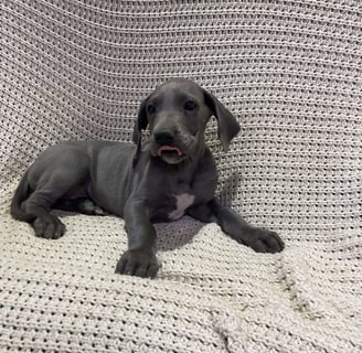 Great Dane Puppies for Sale