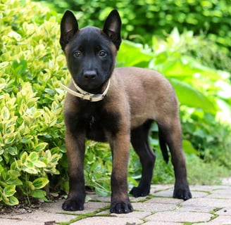Belgian Malinois Puppies for Sale