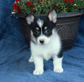 Pembroke Welsh Corgi Puppies for Sale