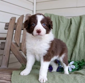Border Collie Puppies for Sale