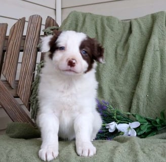 Border Collie Puppies for Sale