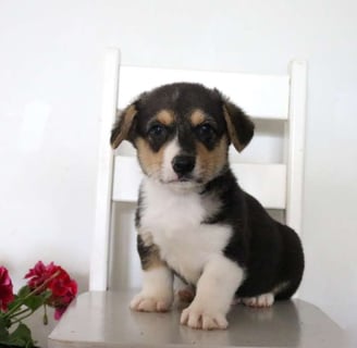 Pembroke Welsh Corgi Puppies for Sale