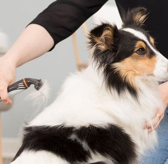 Χτένισμα σκύλου από επαγγελματία groomer σε pet salon  Καλλωπισμός σκύλου με απαλή βούρτσα περιποίησ