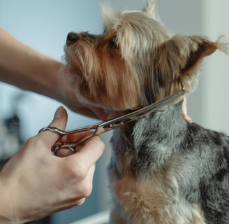 κύλος σε επαγγελματικό καλλωπισμό σε pet salon Καλλωπισμός μικρόσωμου σκύλου με μπάνιο και στέγνωμα
