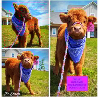 Belle- Micro/Mini Heifer