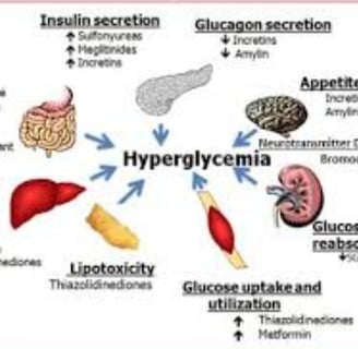 a diagram of the human body organs and hypoglcemia