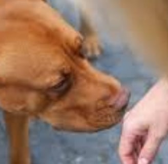 _🧠👃 The Nose Knows Exploring the Strange Smell Linked to Cancer