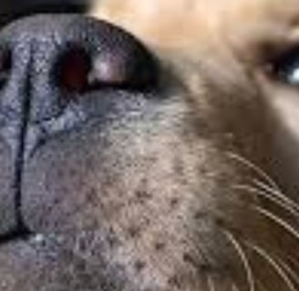 _🧠👃 The Nose Knows Exploring the Strange Smell Linked to Cancer