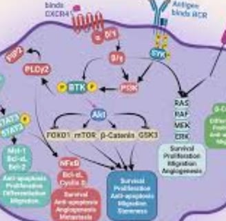 Multiple Myeloma: Diagnosis, Complications, Treatment, and Fasting