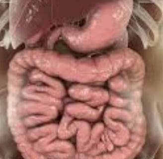 The Impact of Microbiome, Fasting, and Probiotics on Cancer (4)