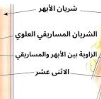 Emesis and Upper Digestive Tract Blockages