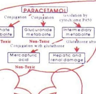 metabolism