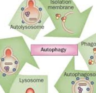 autophagy