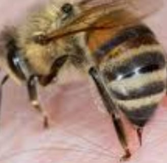 Bee Venom and Its Therapeutic Uses