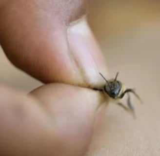 Bee Therapy the Benefits and Uses of Bee Venom (3)