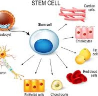 Boost Your Brain Power stem cell