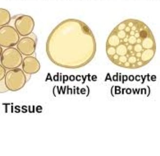 Brown Fat: Energy, Cold, Fasting, and Diseases