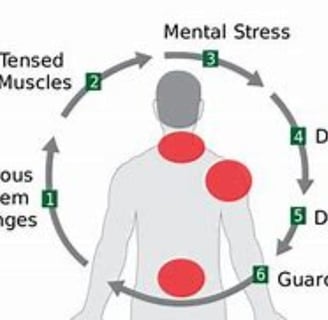 The system responsible for pain