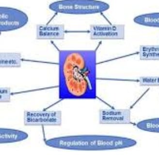 🥤🔬 Fluids & Fasting  The Science of Hydration and Kidney Function