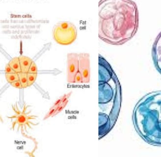 fasting-increased-stem-