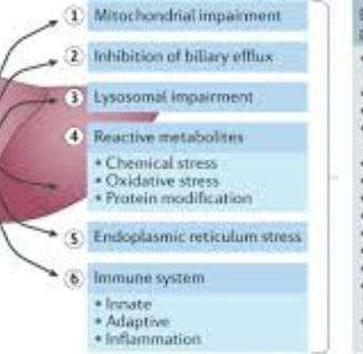 fatty liver disease drug induced