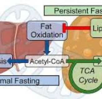 Fatty Liver Disease fasting effect