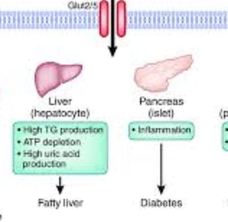 Fructose and Health Relationship with Obesity, Fasting