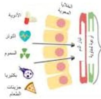 خطورة متلازمة الأمعاء المتسربة في عدة جوانب
