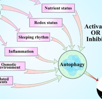 autophage activation and fasting