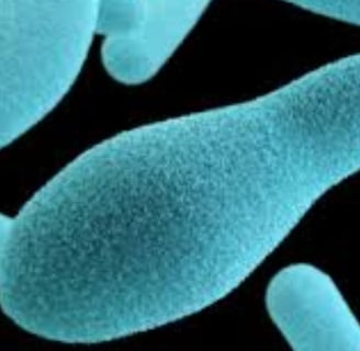 Botulism : A Serious but Preventable Disease