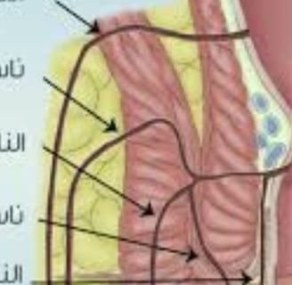 healing processes by reducing inflammation and providing a rest period for the digestive system.