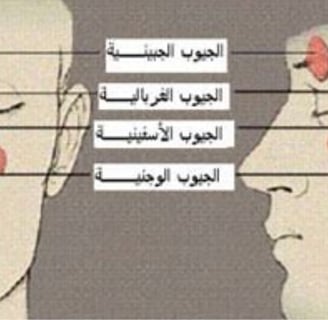 الجيوب الاربعة