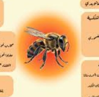 العلاج بالنحل فوائد سم النحل واستخداماته العلاجية