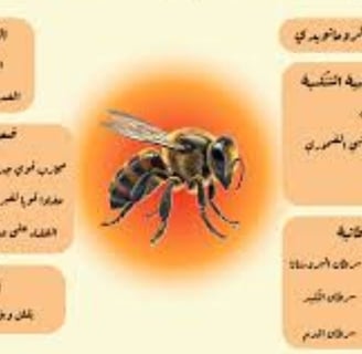 العلاج بالنحل فوائد سم النحل واستخداماته العلاجية
