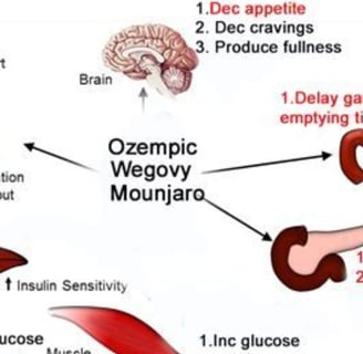 a diagram of the human body and its functions
