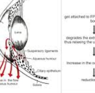Prostaglandins reduce intraocular pressure