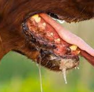 Rabies is a viral disease that can be fatal if not treated promptly