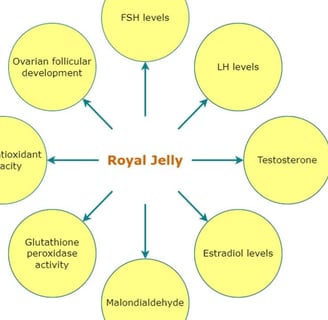 sexual health, bolstering immunity, and supporting fertility