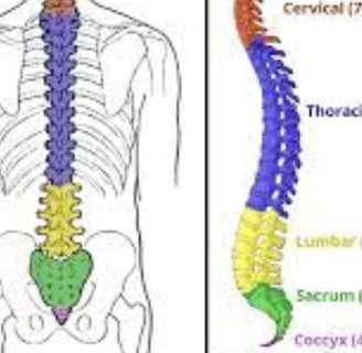 Coccyx Miracle in Creation & Resurrection