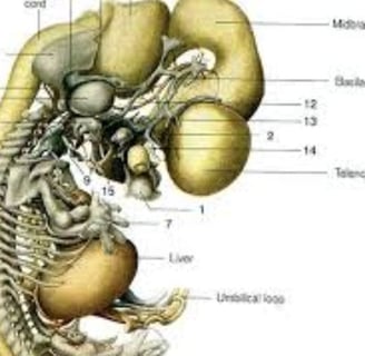 The Coccyx (عَجْبُ الذَّنَبِ) and the Scientific Miracle in Creation and Resurrection