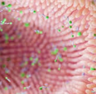 The Impact of Microbiome, Fasting, and Probiotics on Cancer (4)