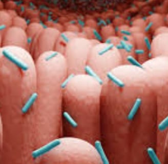 The Impact of Microbiome, Fasting, and Probiotics on Cancer (4)