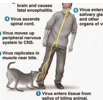 virus replication's